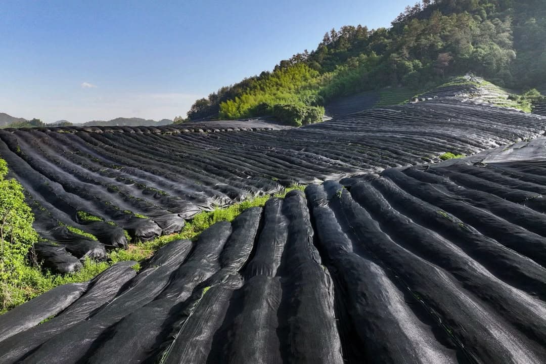 Rangées de théiers couvertes de voiles d'ombrage sur une colline