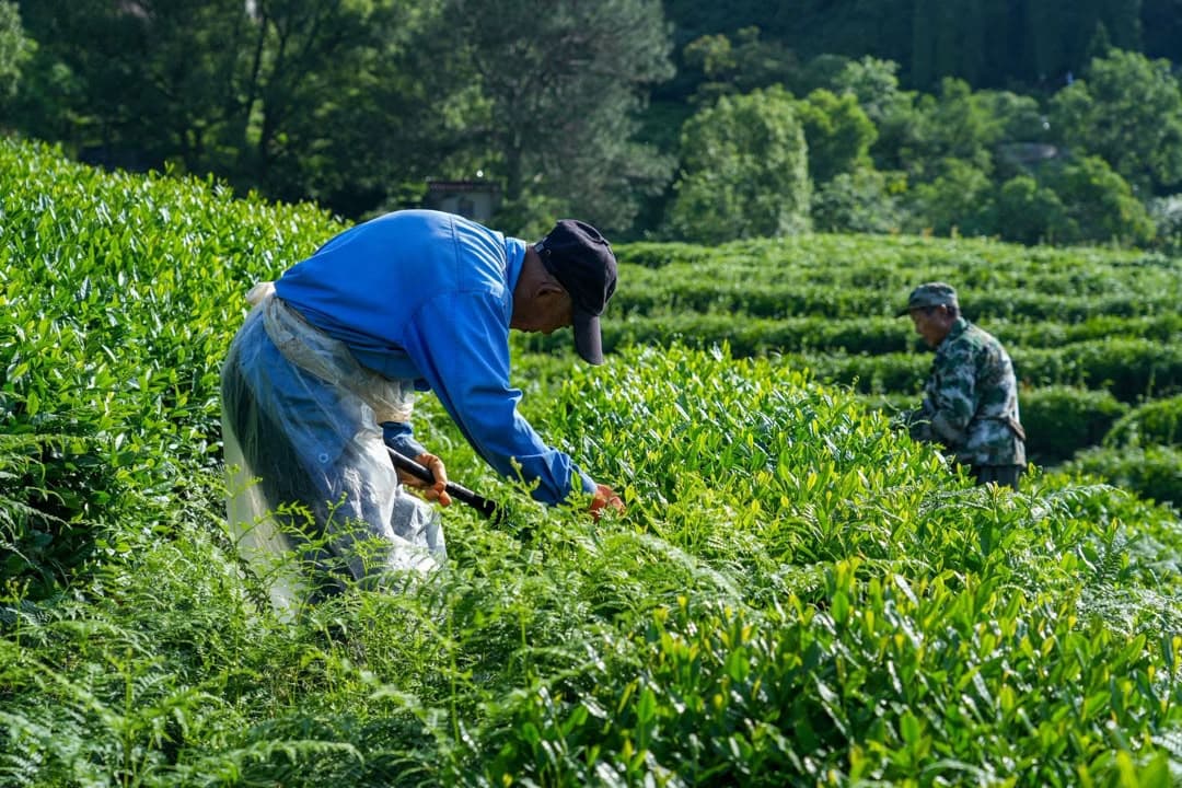 Cueilleurs récoltant les jeunes feuilles de thé dans la plantation