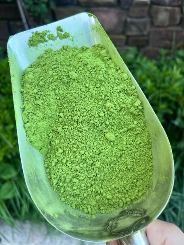 Poudre de matcha d'un vert éclatant dans une pelle